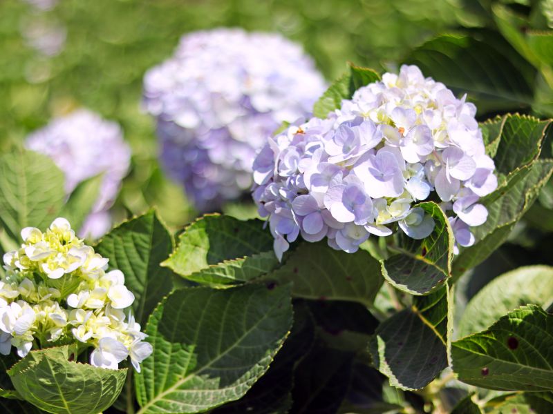 Hydrangea Planting in Ventura County, CA