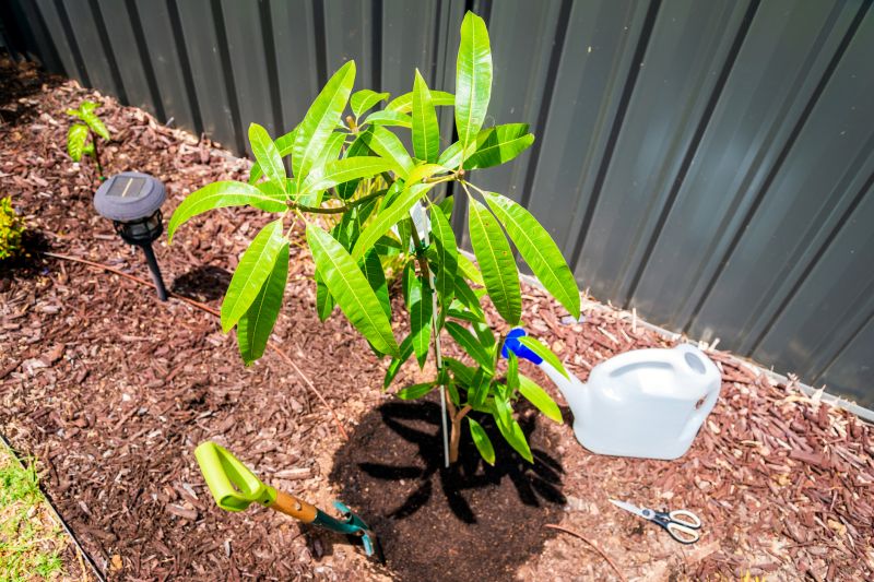 Magnolia Tree Planting in Ventura County, CA