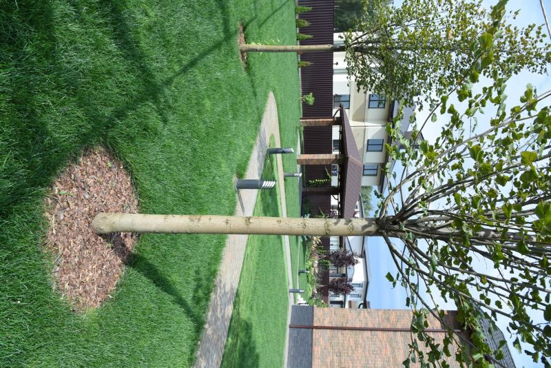 Privacy Trees Planting in Ventura County, CA