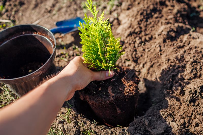 Privacy Trees Planting in Ventura County, CA